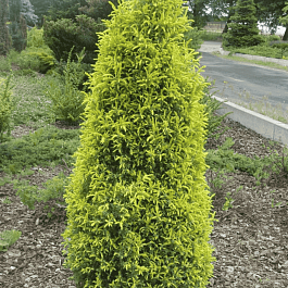 Можжевельник обыкновенный Gold Cone