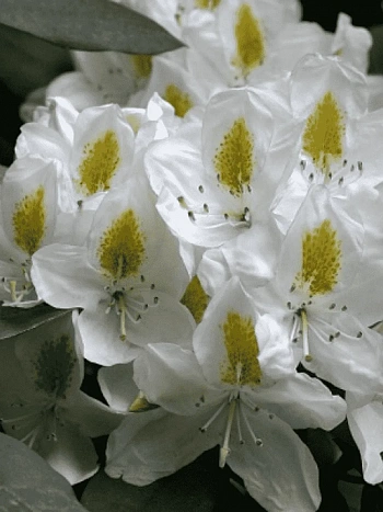 Рододендрон гибридный Madame Masson