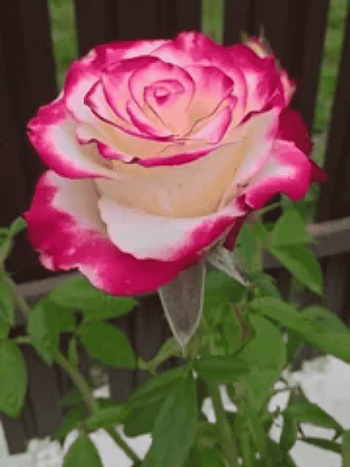 Роза Чайно-гибридная Sweetness