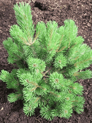 Сосна горная Mumpitz