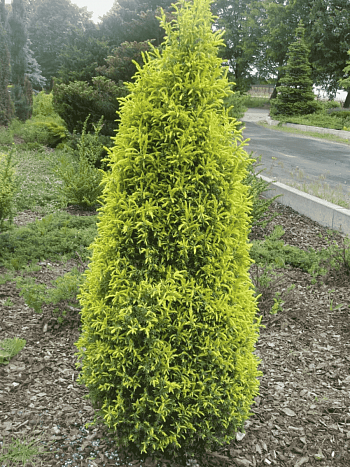 Можжевельник обыкновенный Gold Cone