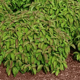 Дерен Отпрысковый Kelsey