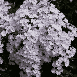 Флокс метельчатый Голубой Карлик