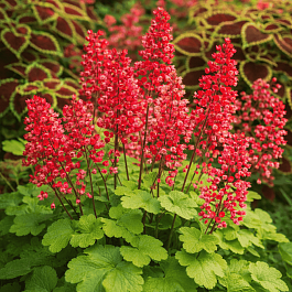 Гейхера Little Cutie Sweet Tart