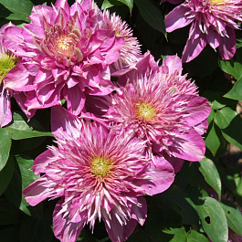 Клематис крупноцветковый Кайзер