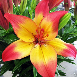 Лилия азиатская Хатстрингс НАБОР 2ШТ (2+2)