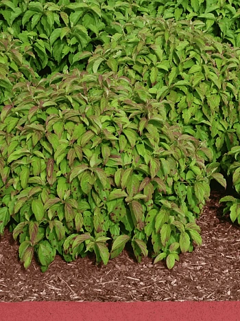 Дерен Отпрысковый Kelsey