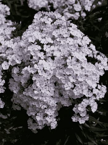 Флокс метельчатый Голубой Карлик