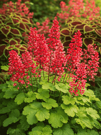 Гейхера Little Cutie Sweet Tart