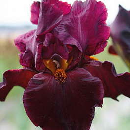 Ирис бородатый Чиф Ванкешу