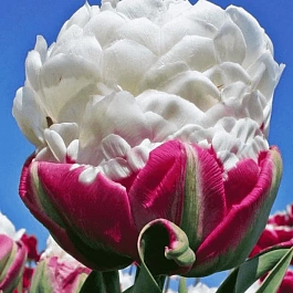 Тюльпан Пионовидный Double Polar
