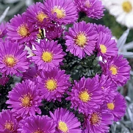 Астра ново-бельгийская Sarah Ballard