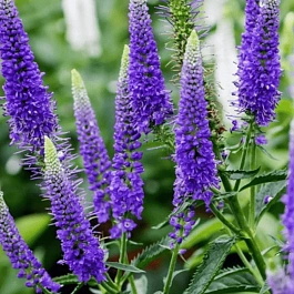 Вероника длиннолистная First Glory