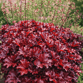 Гейхера Melting Fire