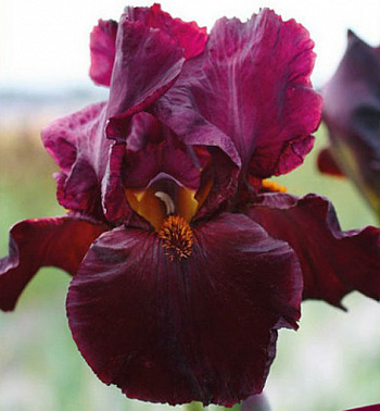 Ирис бородатый Чиф Ванкешу