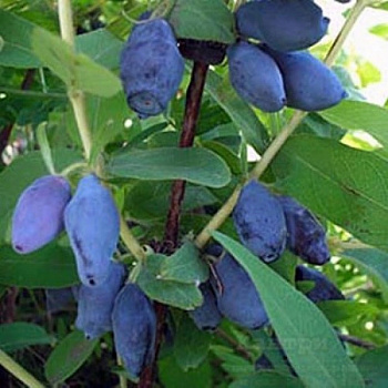 Жимолость съедобная Лазурная