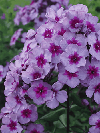 Флокс метельчатый Старый Маяк