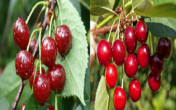 Дерево-сад (5 летка) вишня 2 сорта Десертная Морозовой - (дюк) Ивановна