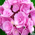 Гортензия крупнолистная Doppio Rosa