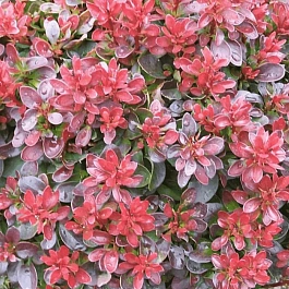 Барбарис Тунберга Bagatelle