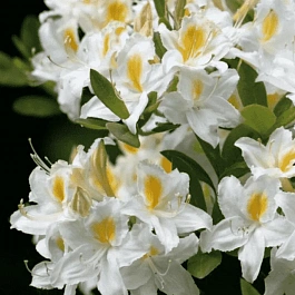 Азалия крупноцветковая Schneegold