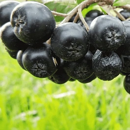 Арония сливолистная Aron