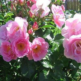 Роза Парковая Pink robusta Роза Парковая Pink robusta