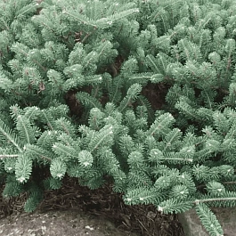 Пихта корейская Blauer Pfiff