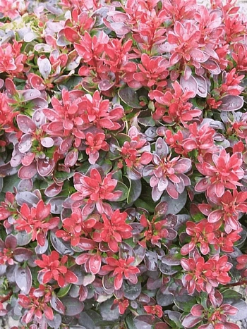 Барбарис Тунберга Bagatelle