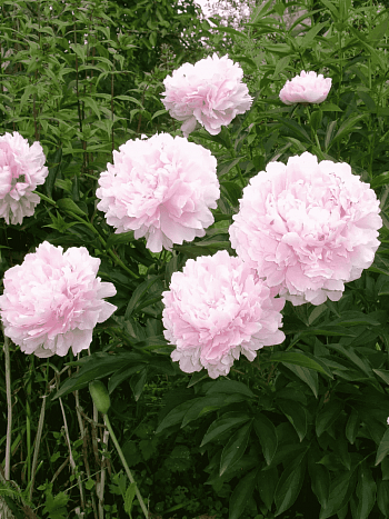 Пион Молочноцветковый Martha Bulloch