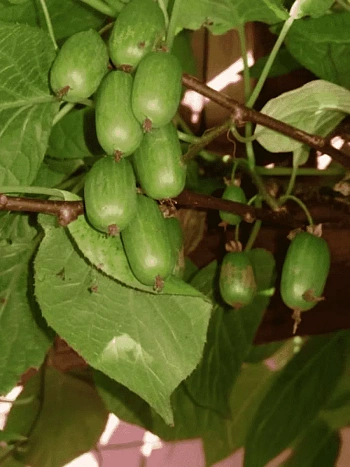 Актинидия коломикта Сентябрьская