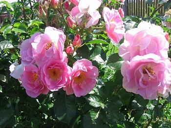 Роза Парковая Pink robusta