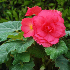 Бегония клубневая Америгибрид Роузформ Роуз