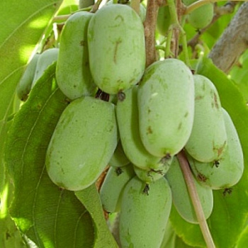 Актинидия аргута Золотая Коса (женский)