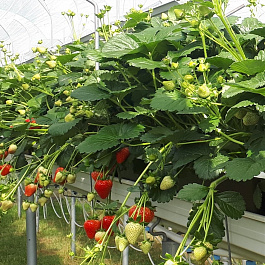 Земляника садовая Эставана