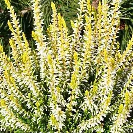 Вереск обыкновенный Sarah