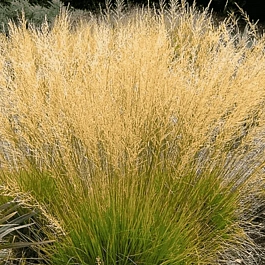 Молиния голубая