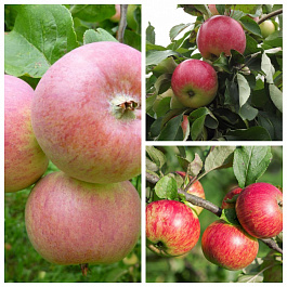 Дерево-сад (2-3х летка) яблоня 3 сорта Грушовка Московская-Мелба-Медуница