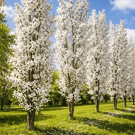 Вишня мелкопильчатая Amanogawa