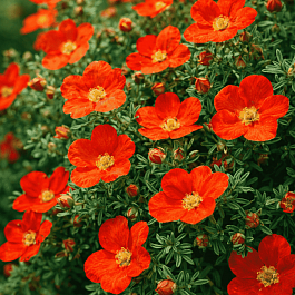 Лапчатка кустарниковая Marian Red Robin