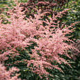 Астильба простолистная Sprite