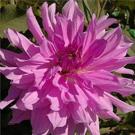 Георгина Декоративная Лавендер Раффлз