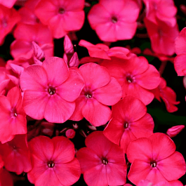 Флокс метельчатый Набат