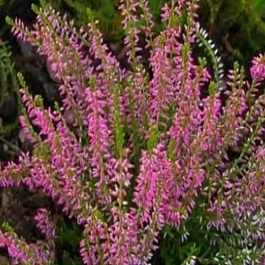 Вереск обыкновенный Jette