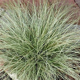 Осока Амазон Мист