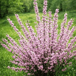 Миндаль трехлопастный