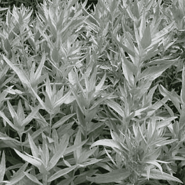 Полынь людовика Valerie Finnis