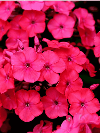 Флокс метельчатый Набат