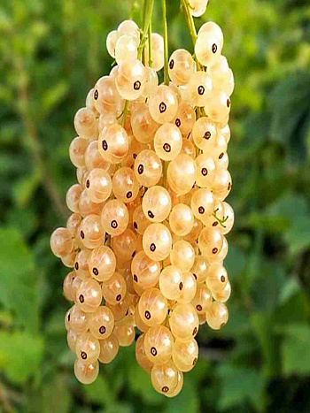 Смородина белая Снежана