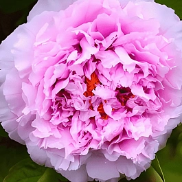 Пион древовидный Yu hou feng guang